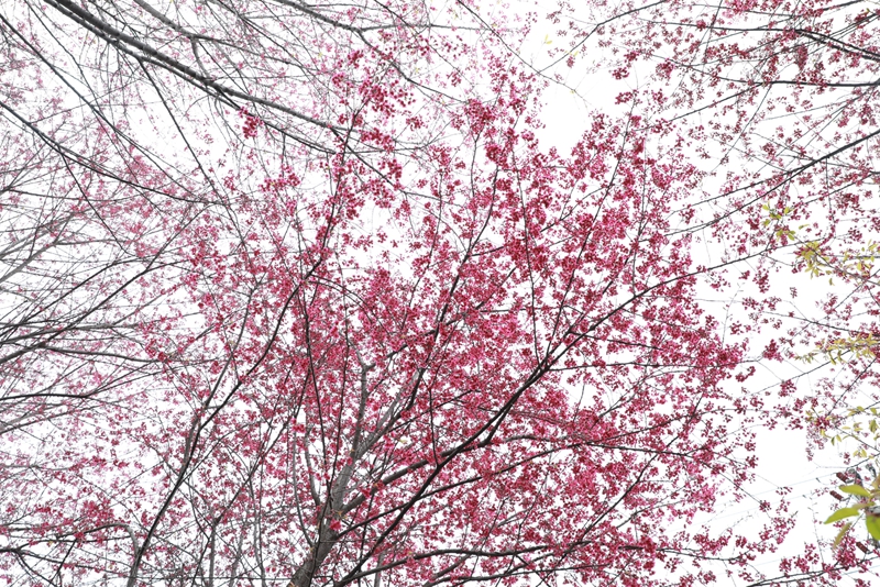 清鎮(zhèn)紅楓湖畔早櫻盛開。