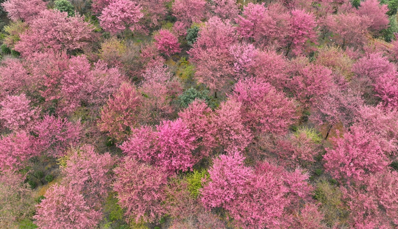 清鎮(zhèn)紅楓湖畔早櫻盛開。