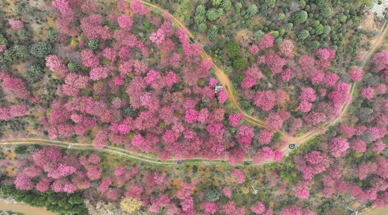 清鎮(zhèn)紅楓湖畔早櫻盛開。