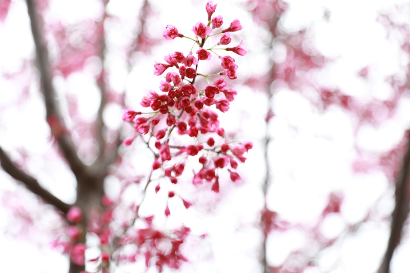 清鎮(zhèn)紅楓湖畔早櫻盛開。