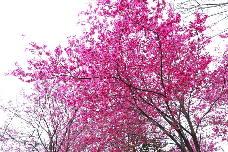 清鎮(zhèn)紅楓湖畔早櫻盛開(kāi)。