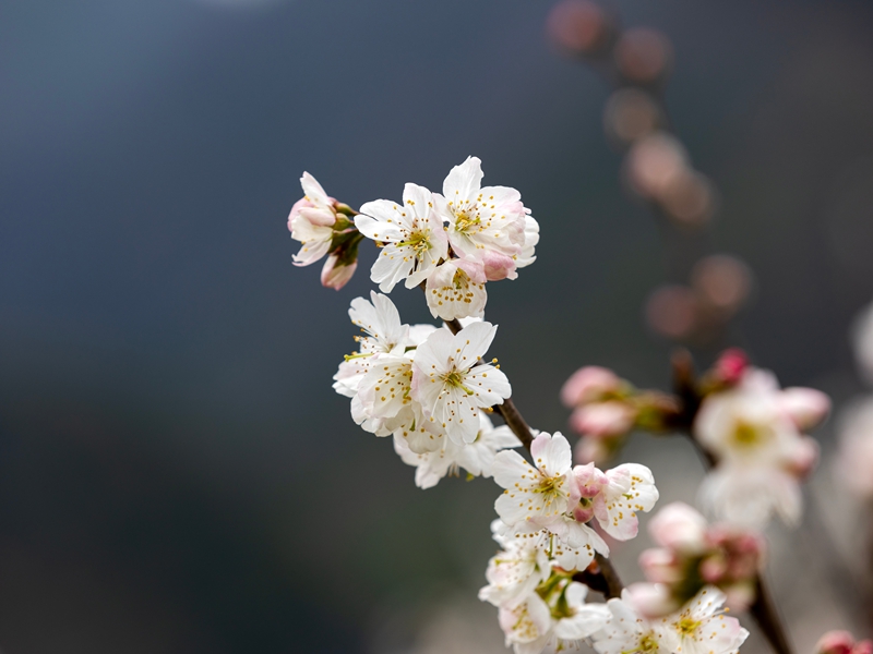 盛開正茂的櫻桃花.jpg