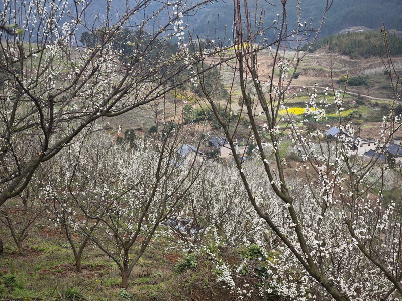 蜂糖李基地。