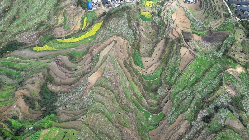 蜂糖李產(chǎn)業(yè)航拍。