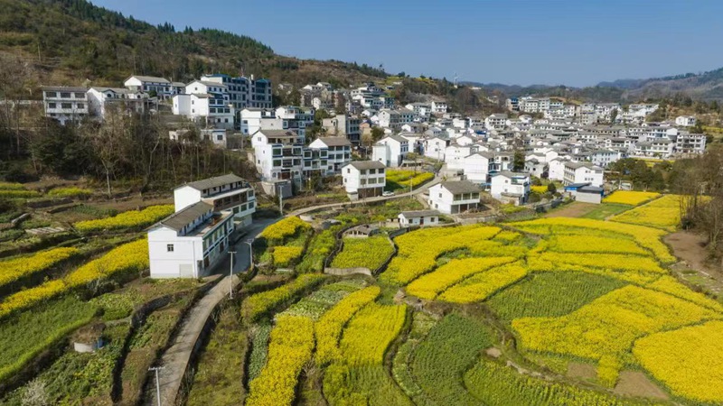 圖為桃子村油菜花盛開，猶如一幅美麗的油畫風(fēng)景圖。