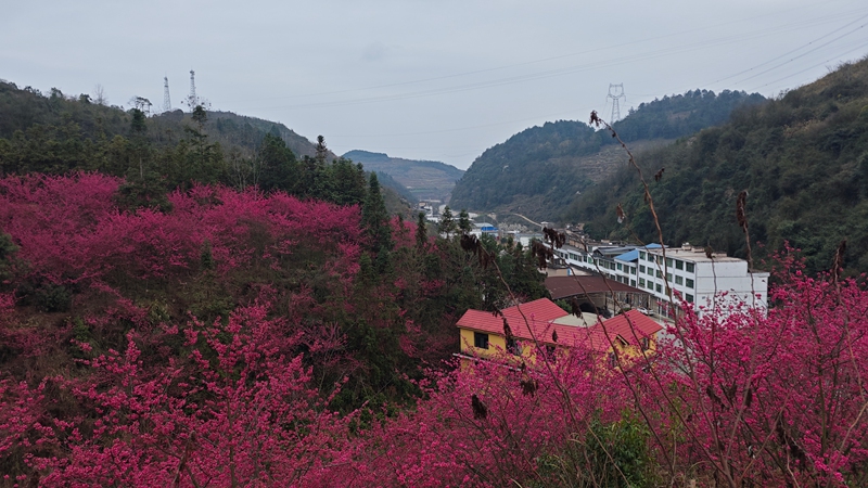 圖為：臘春紅遠(yuǎn)景