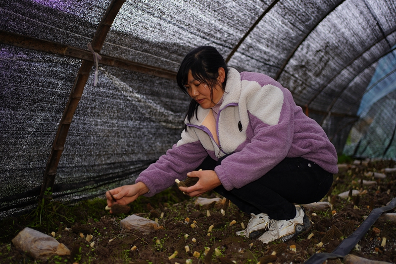 羊肚菌種植基地負(fù)責(zé)人正在采摘羊肚菌 吳艷禹 攝.jpg
