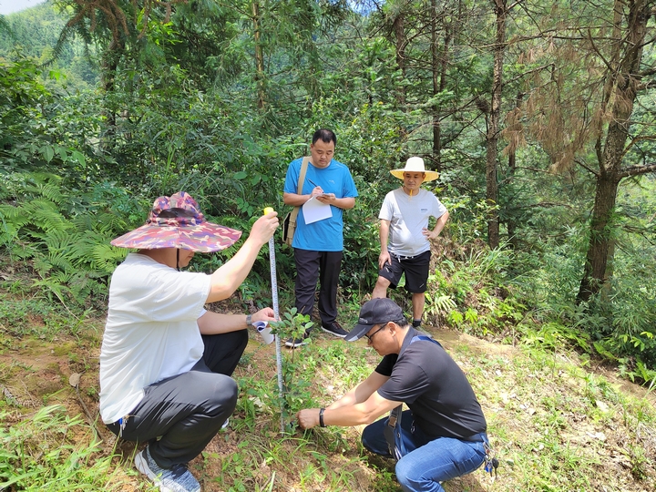 開展油茶苗木生長調(diào)查研究.jpg