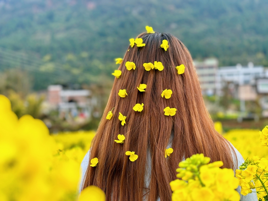 發(fā)絲綴黃花，沉醉在習(xí)水程寨油菜花海中。