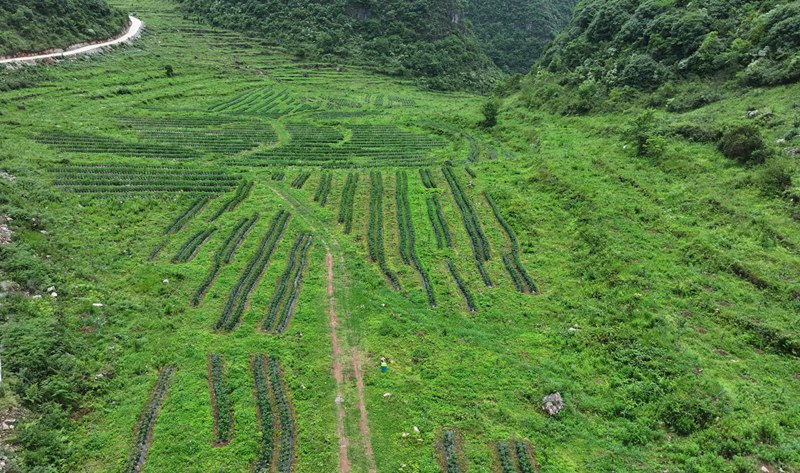 種植基地。