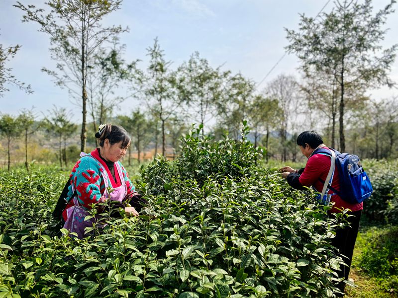平壩十字鄉(xiāng)600畝茶園“指尖經(jīng)濟(jì)”助農(nóng)增收。