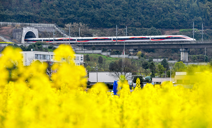 2、郝官村的長(zhǎng)灘河畔油菜花盛開(kāi)。