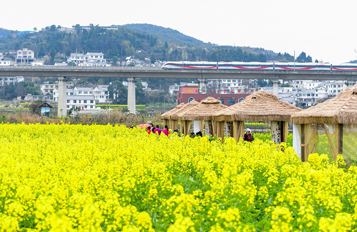 4、盛開(kāi)的油菜花。