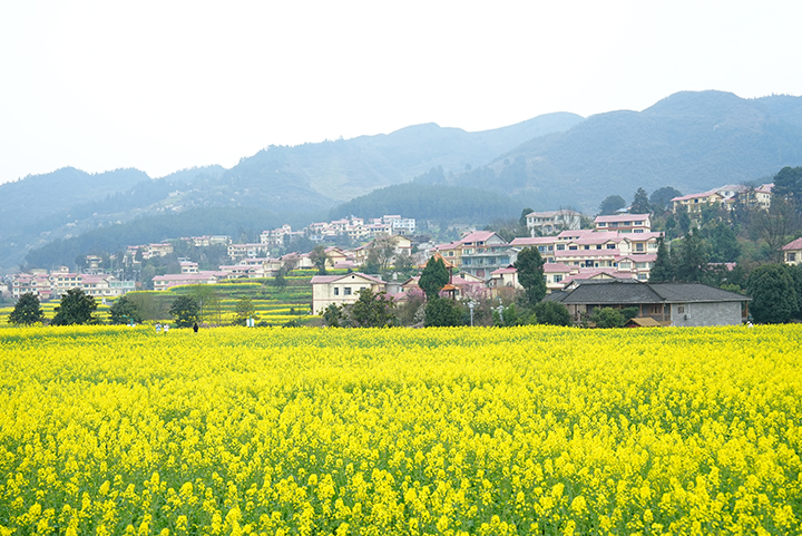 1、仁懷市高大坪鎮(zhèn)金山銀水景區(qū)的油菜花田與遠(yuǎn)山、村落相映成趣。