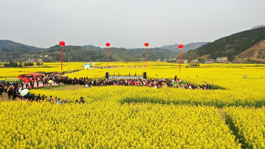 油菜花節(jié)活動現(xiàn)場。楊家孟攝