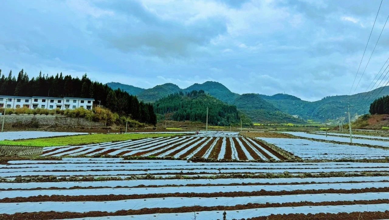 圖為茄子種植基地。