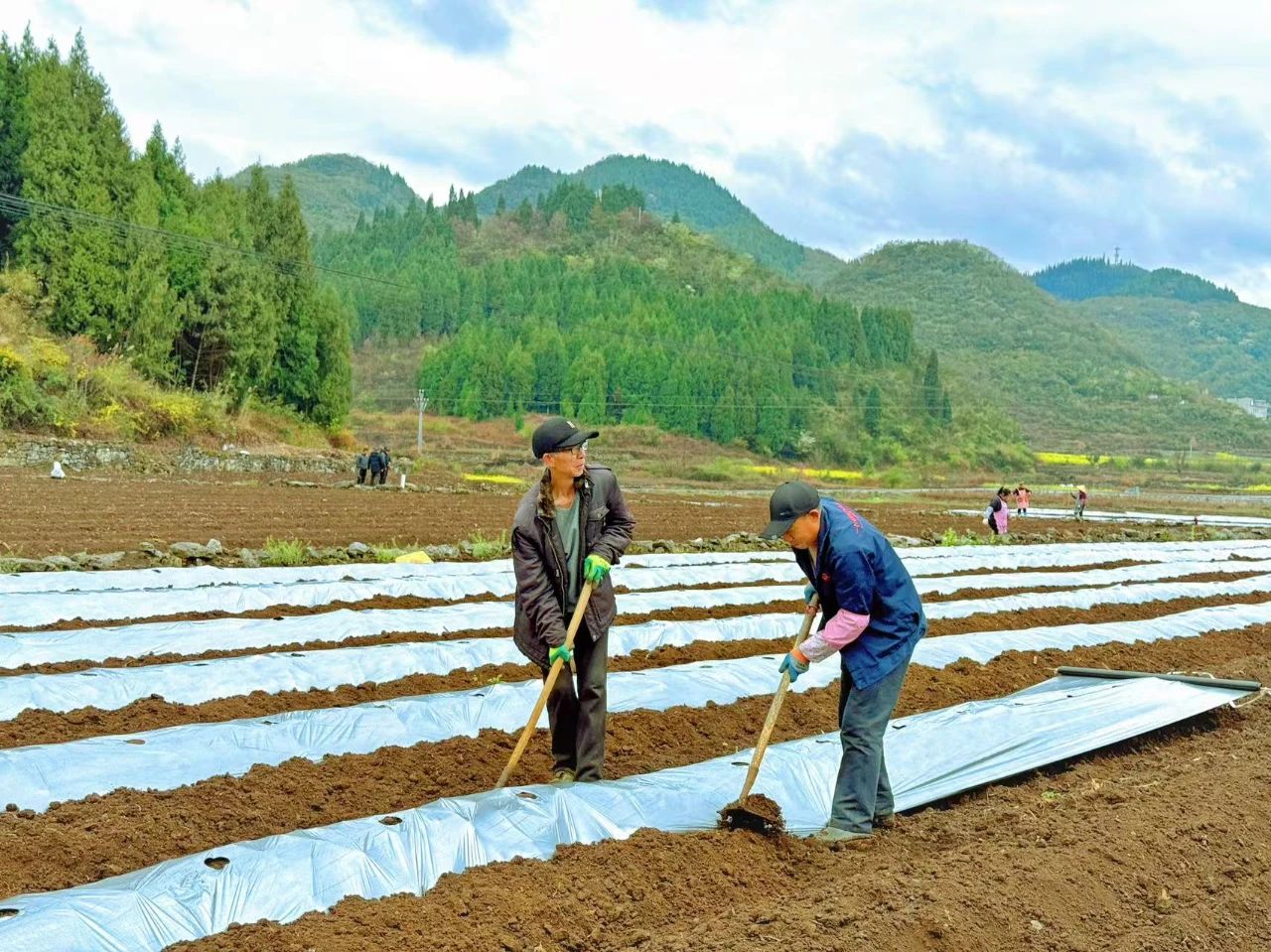 圖為村民在基地里覆土。