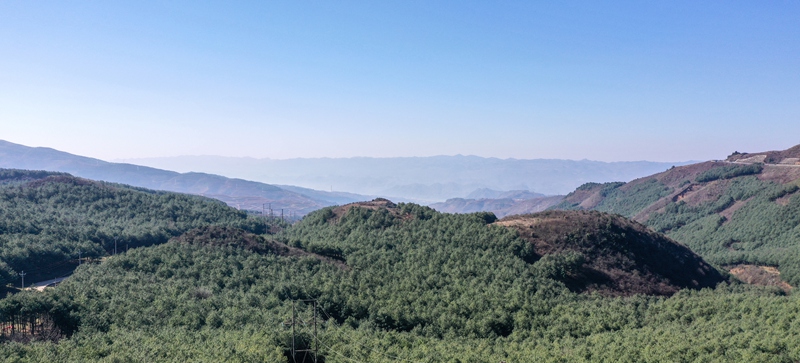 赫章縣珠市鄉(xiāng)林下天麻基地林場(chǎng)。謝永奇攝
