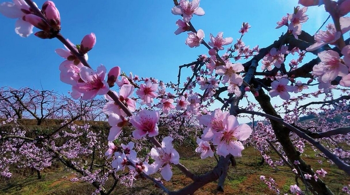 2 圖為桃花灼灼，漫山遍野。圖片由甕安融媒提供.jpeg
