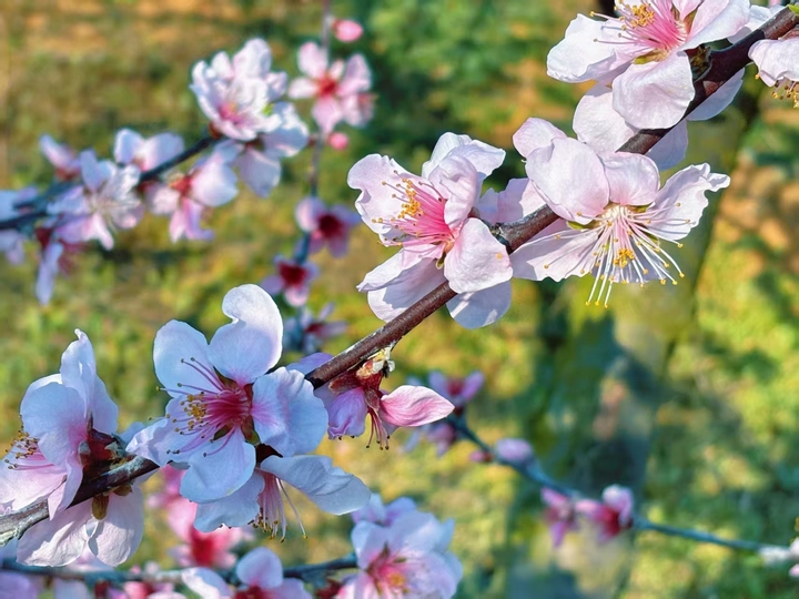 3 圖為桃花朵朵，燦若云霞。圖片由甕安融媒提供.jpg