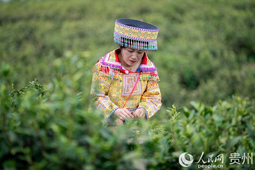 神鵲茶場內(nèi)，采茶女在采摘新茶。人民網(wǎng)記者 涂敏攝