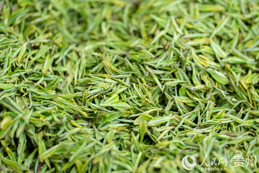活動現(xiàn)場等待炒制的茶芽。人民網(wǎng)記者 涂敏攝