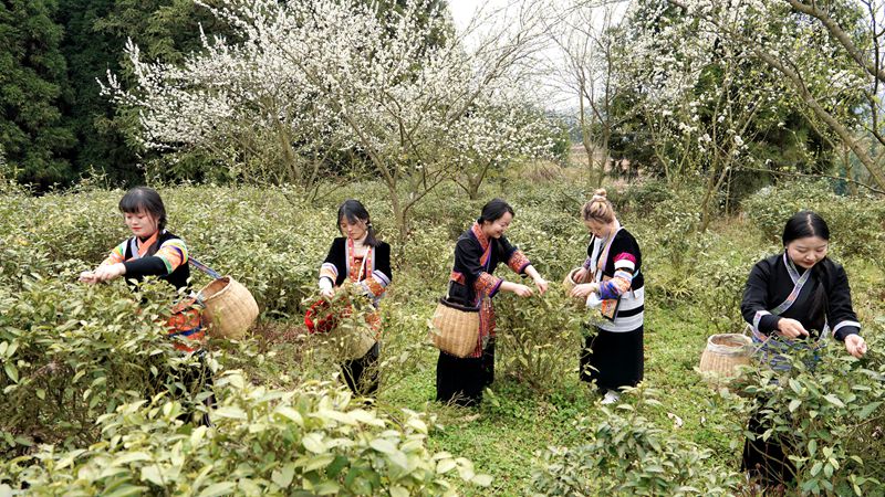 春茶開采，野生生態(tài)茶成新寵。