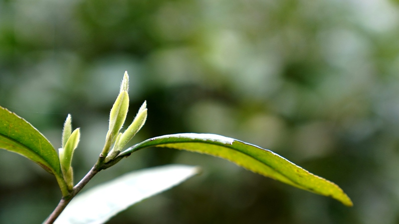 春茶開采，野生生態(tài)茶成新寵。