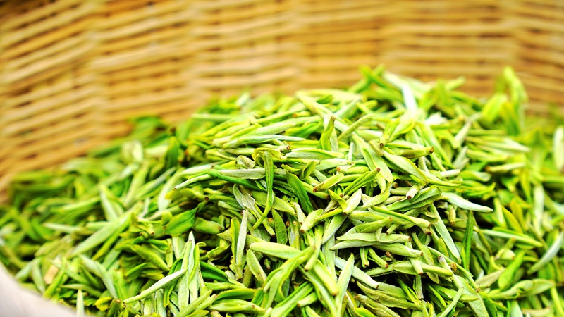 春茶開采，野生生態(tài)茶成新寵。