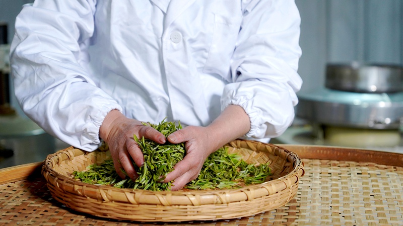 春茶開采，野生生態(tài)茶成新寵。