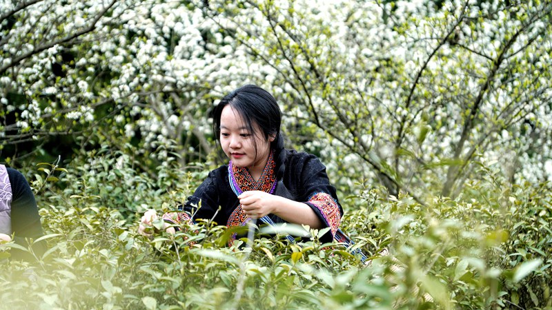 春茶開采，野生生態(tài)茶成新寵。