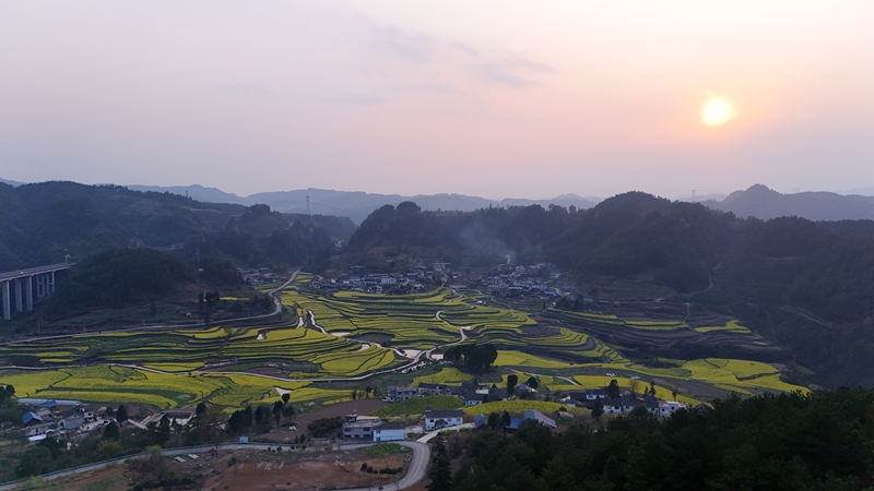  夕陽下的油菜花海。