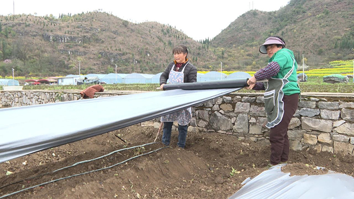 2 圖為村民忙著覆膜。