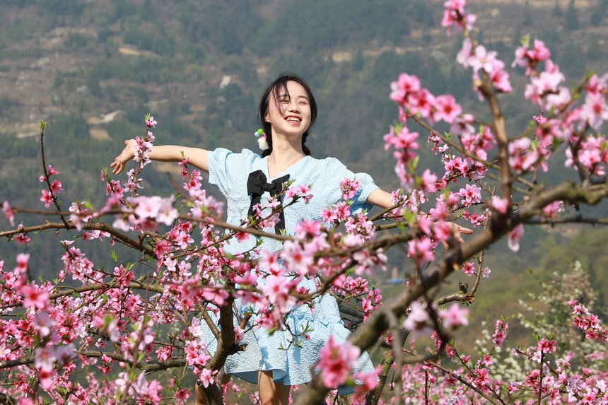 貴州省劍河縣岑松鎮(zhèn)塘腳村桃花種植基地，游客在賞桃花。楊家孟攝