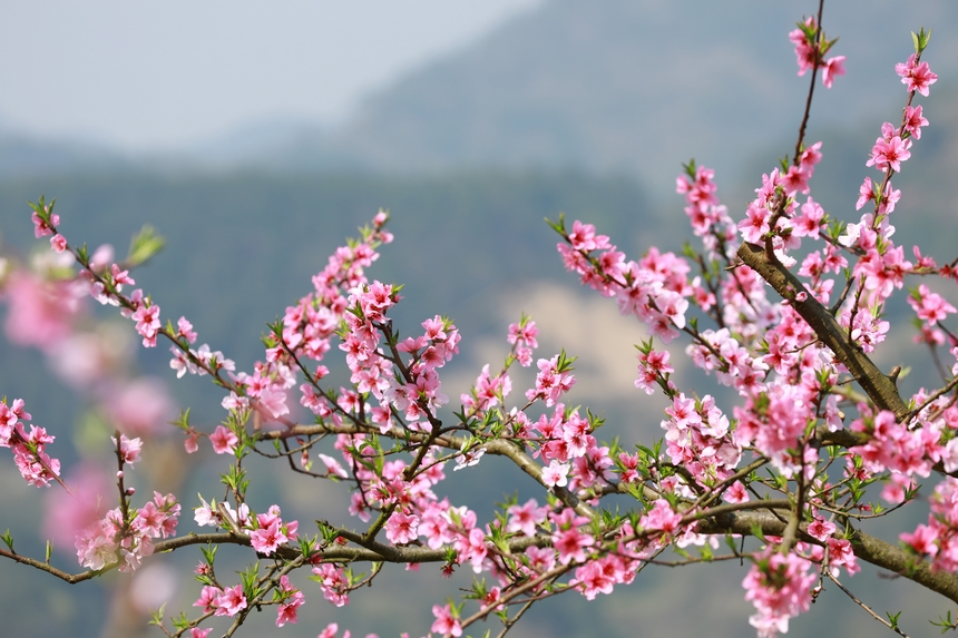 貴州省劍河縣岑松鎮(zhèn)塘腳村桃花種植基的桃花開(kāi)得正艷。楊家孟攝