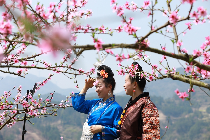 游客在貴州省劍河縣岑松鎮(zhèn)塘腳村桃花種植基地拍照打卡。楊家孟攝