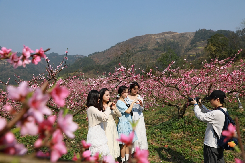 在貴州省劍河縣岑松鎮(zhèn)塘腳村桃花種植基地，游客在拍照打卡。楊家孟攝