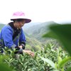 近日，三都縣10.2萬(wàn)畝茶園迎來(lái)春茶采收黃金季，數(shù)萬(wàn)名茶農(nóng)搶抓農(nóng)時(shí)趕制明前茶，加工車間開足馬力提產(chǎn)增效，線上線下訂單紛至沓來(lái)。