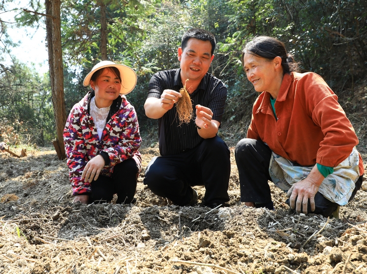 貴州苗云瑞鶴中藥材產(chǎn)業(yè)發(fā)展有限公司總經(jīng)理?xiàng)顒傥洌ㄖ校┰诮o柳寨村村民做技術(shù)指導(dǎo)。楊潔茹 攝.jpg