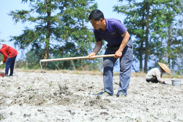 柳寨村村民楊仕能正在威靈仙種植基地挖土打窩。楊潔茹 攝.jpg