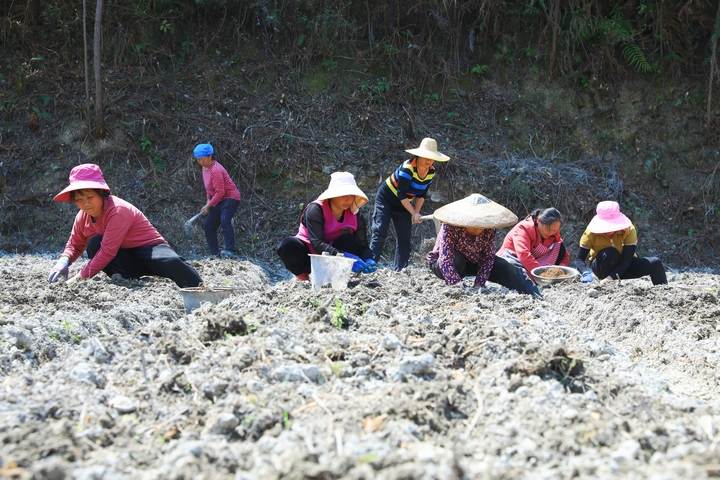 柳寨村村民正在種植威靈仙。楊潔茹 攝（1）.jpg
