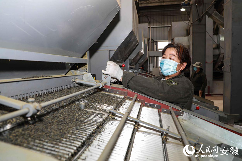 安徽金寨，工人加工出口的夏秋茶。人民網(wǎng)記者 張俊攝