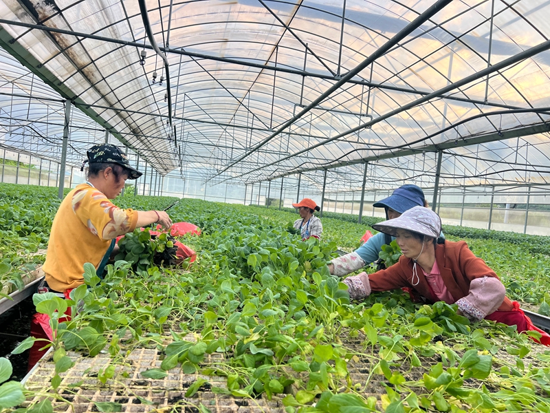 2附近的村民在大棚里忙碌地移苗。