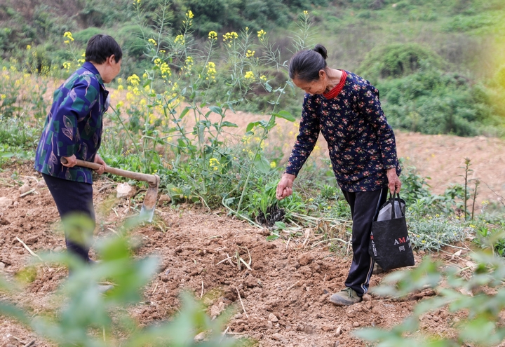 村民在打窩種豆.JPG