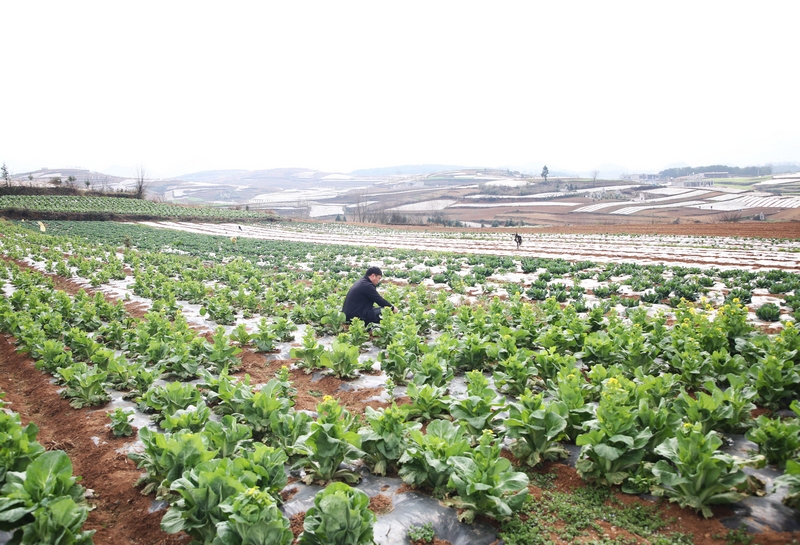 草海鎮(zhèn)鄭家營村蔬菜基地一角。