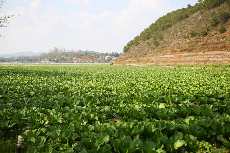 雙龍鎮(zhèn)水潮社區(qū)長勢(shì)良好的蔬菜。