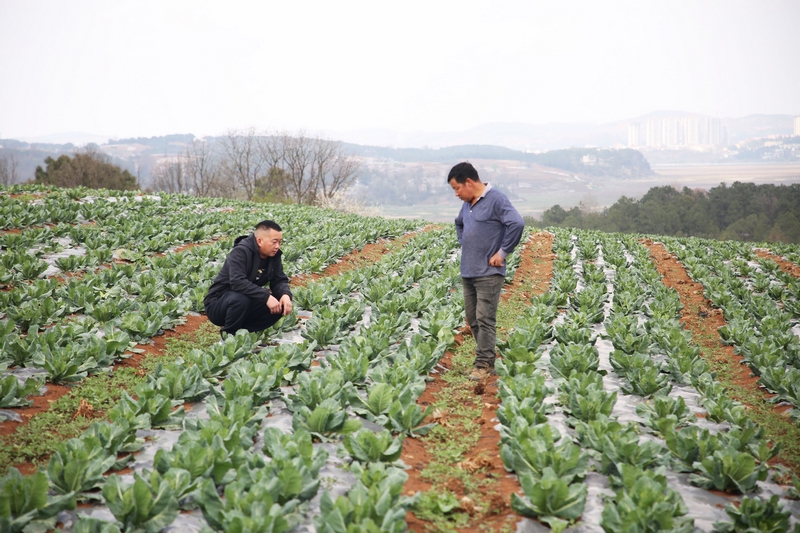 草海鎮(zhèn)鄭家營村駐村第一書記張榮浩和種植戶臧爾祥正在蔬菜基地查看棉花白長勢(shì)。