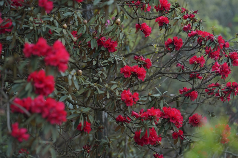 盛開(kāi)的杜鵑花。黃源匯攝