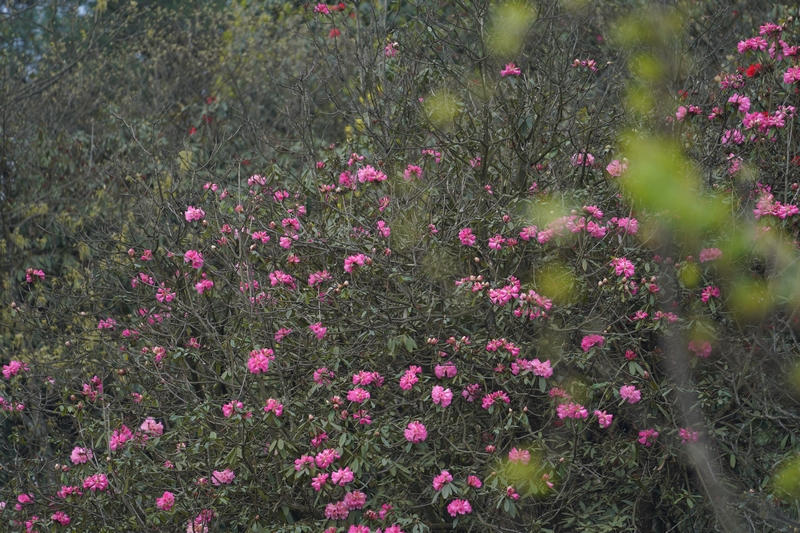 盛開(kāi)的杜鵑花。黃源匯攝