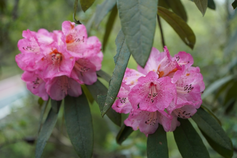 盛開(kāi)的杜鵑花。黃源匯攝